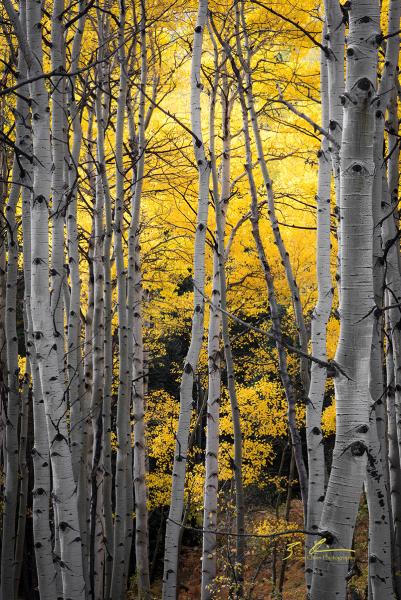 Aspens after the Rain