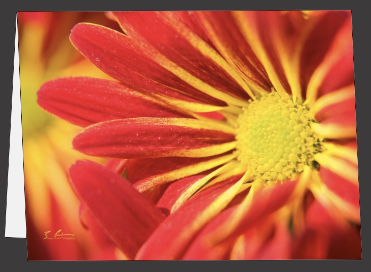 Red Mums - Greeting Cards