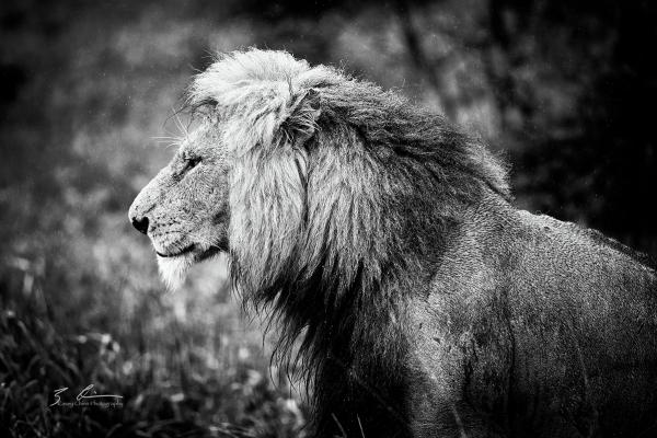 Lion, Manyeleti Game Reserve, SA