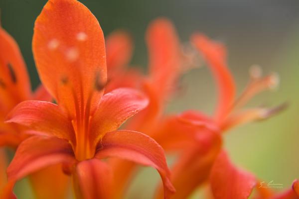 Orange Lilies picture