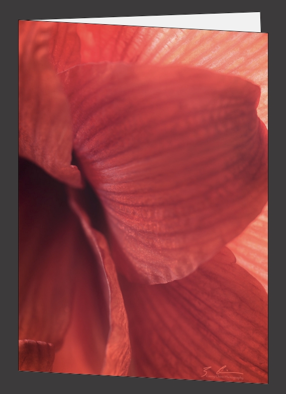 Amaryllis - Greeting Cards picture