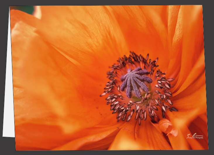 Poppy - Greeting Cards picture