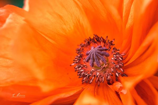 Poppy picture