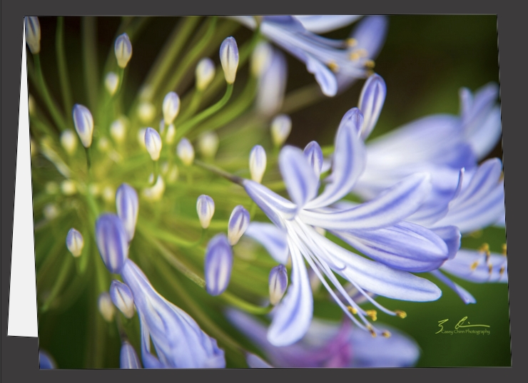 Emergence - Greeting Cards picture