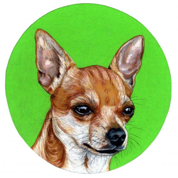 Chihuahua