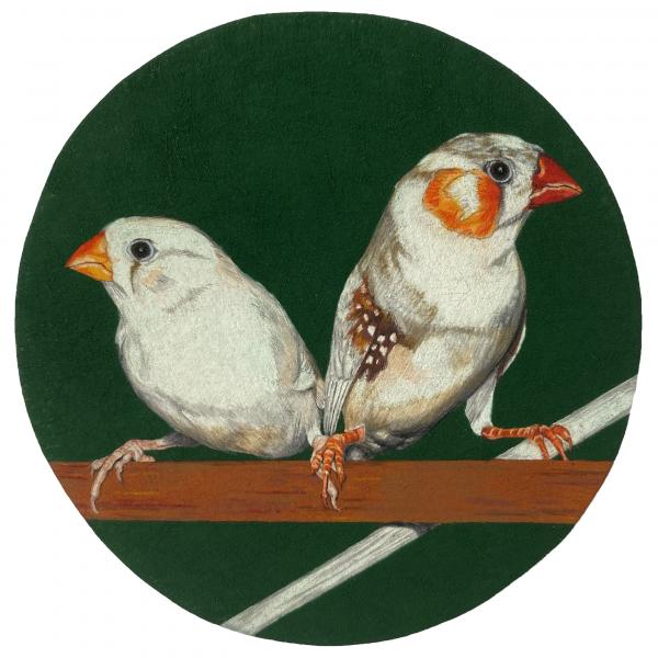 Finches