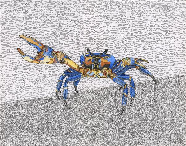 Blue Crab picture