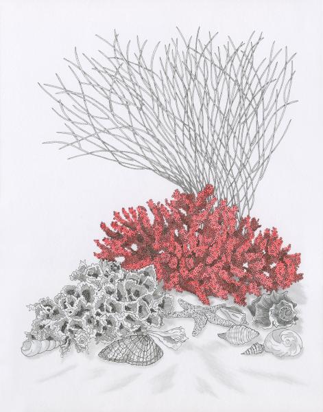 Red Coral with Sponge