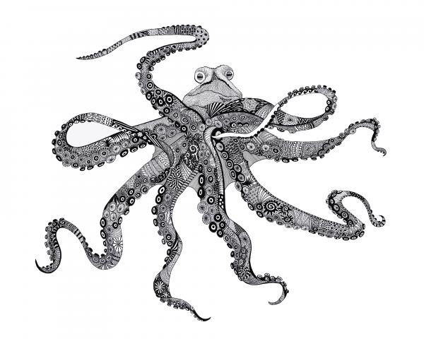 Octopus picture