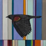 Redwing Blackbird 1