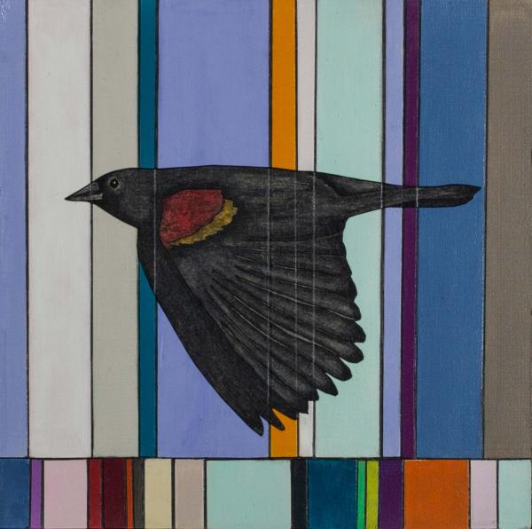 Redwing Blackbird 1