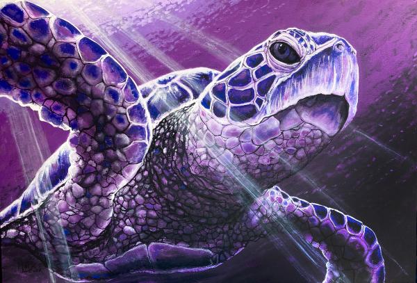 Purple Sea Turtle picture