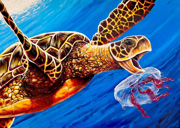 Sea Turtle Biting Jellyfish