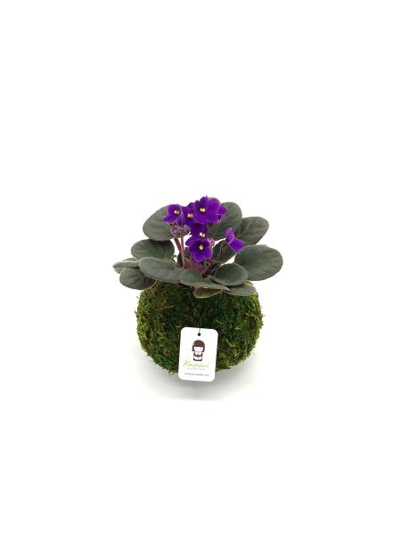 African Violet Kokedama