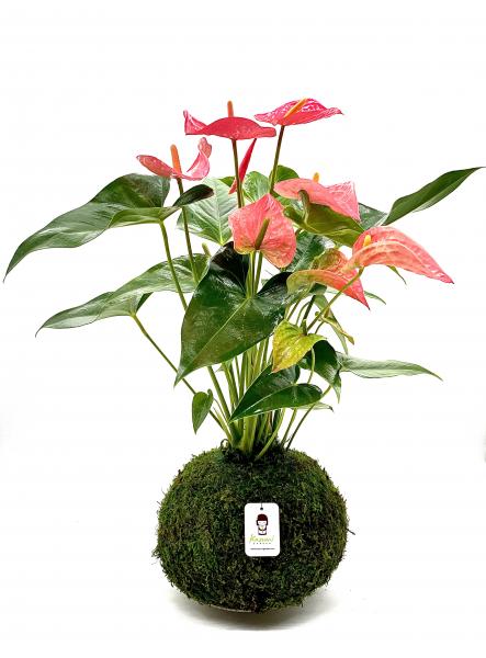 Anthurium Kokedama picture