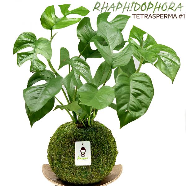 Rhaphidophora Tetrasperma Kokedama picture