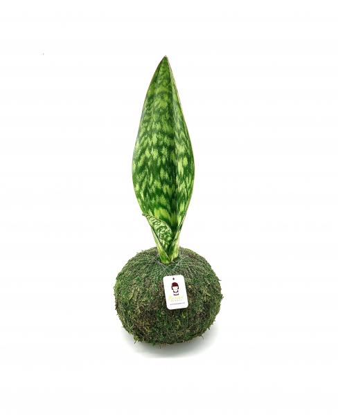 Sansevieria Whalefin picture