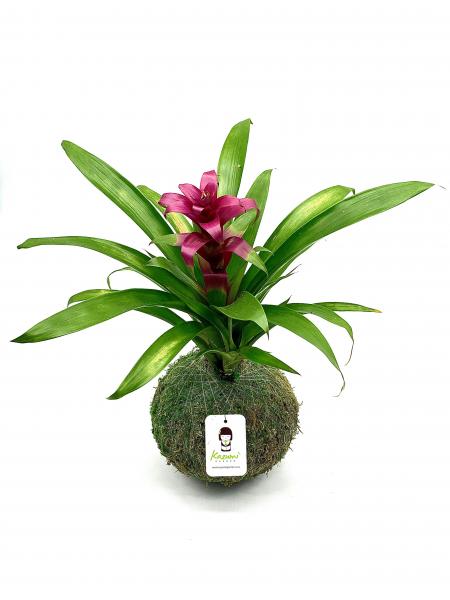 Bromeliad Guzmania