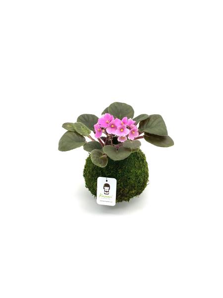 African Violet Kokedama picture