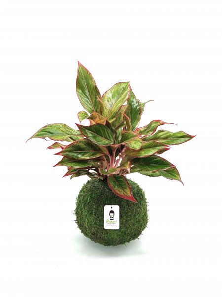 Aglaonema Kokedama