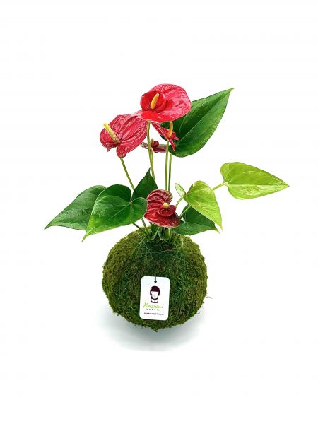 Anthurium Kokedama