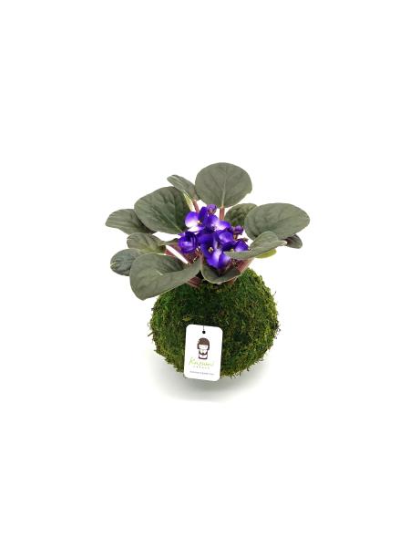 African Violet Kokedama picture