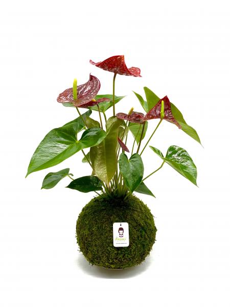 Anthurium Kokedama picture