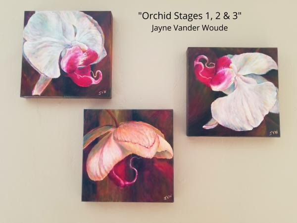 Orchid Stages I, 2, & 3 Original; Set of 3 - 12x12" Oil Paintings picture