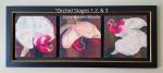 Orchid Stages 1, 2, & 3 - 12x12" Giclees mounted together in double frame