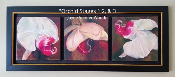 Orchid Stages 1, 2, & 3 - 12x12" Giclees mounted together in double frame picture