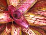 "Bromeliad Diversity & Unity" Limited-Edition Giclee on Canvas
