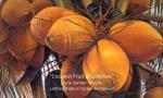 60x36" Coconuts Fruit & Spikelets Giclee on Canvas Gallery-Wrap Stretched