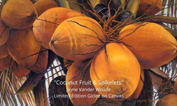 60x36" Coconuts Fruit & Spikelets Giclee on Canvas Gallery-Wrap Stretched picture