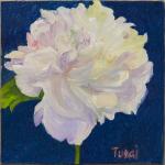 White Peony on dark blue