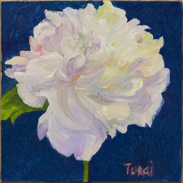 White Peony on dark blue picture