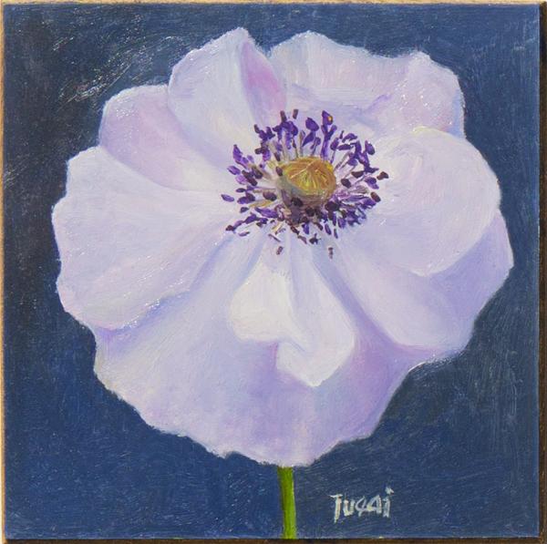 White Poppy on blue