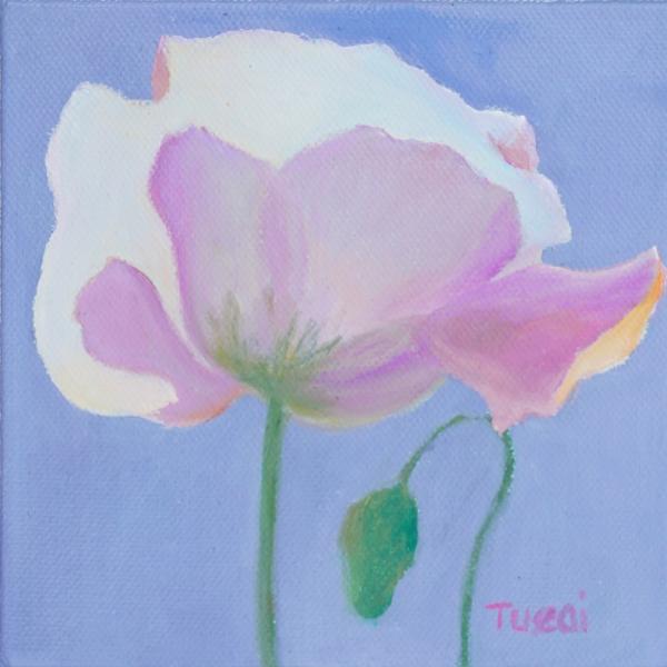 Pink Poppy No.8