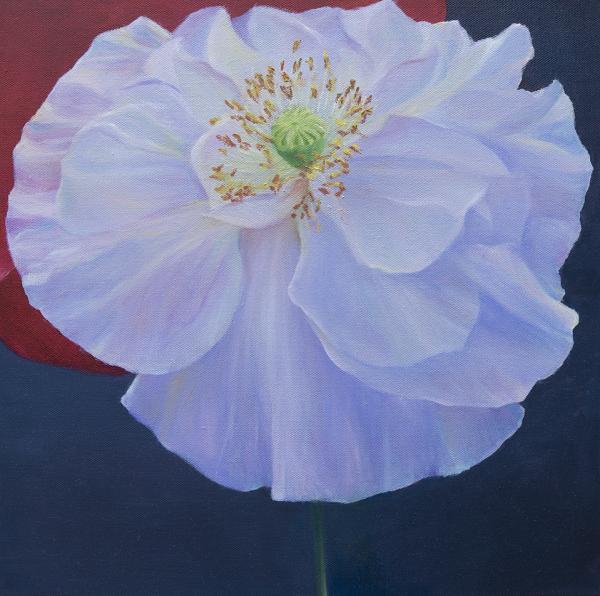 White/Red Poppy picture