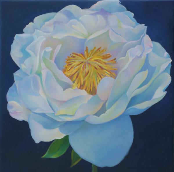 White Peony-Morning Light