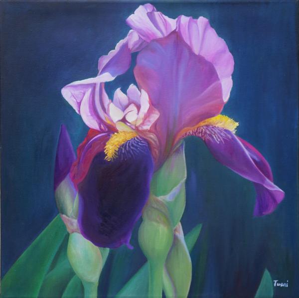 Purple Iris No. 1