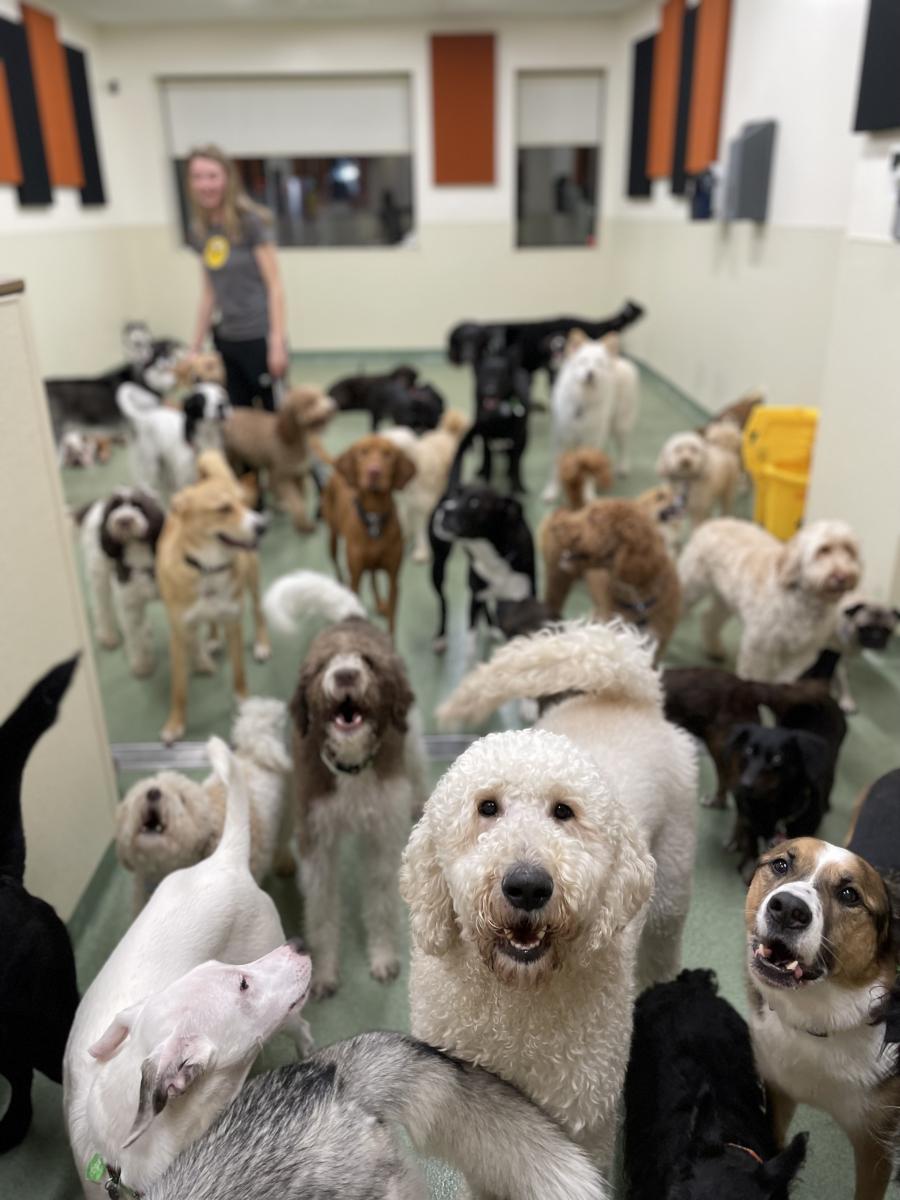 PUPS Pet Club Chicago IL United States Danya Eventeny