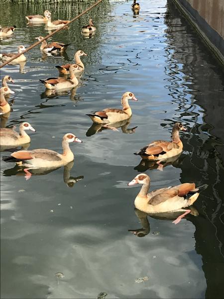Egyptian Geese in Spain picture
