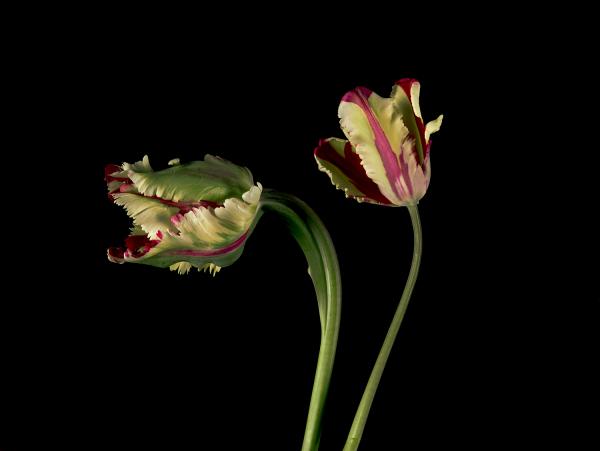 Flaming Parrot Broken Tulips