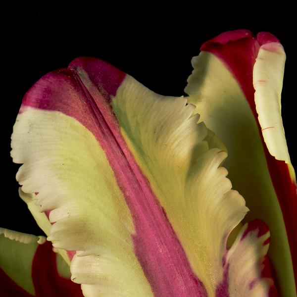 Flaming Parrot Broken Tulips picture