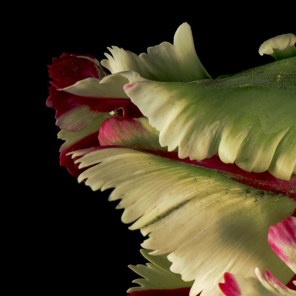 Flaming Parrot Broken Tulips picture