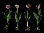 Silver Standard Broken Tulips