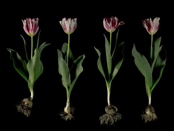 Silver Standard Broken Tulips picture