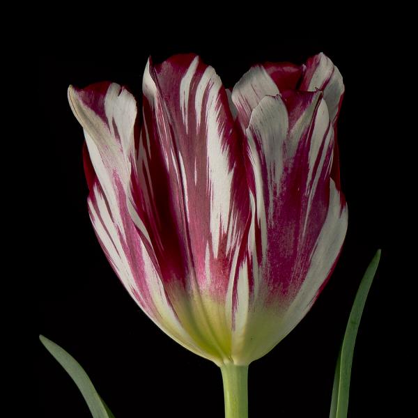 Silver Standard Broken Tulips picture