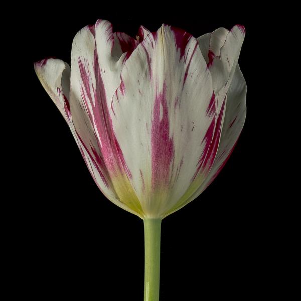 Silver Standard Broken Tulips picture