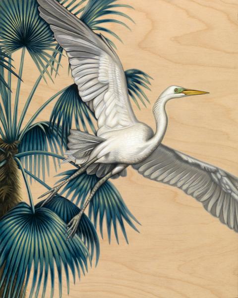 Egret in Flight Paper Print picture